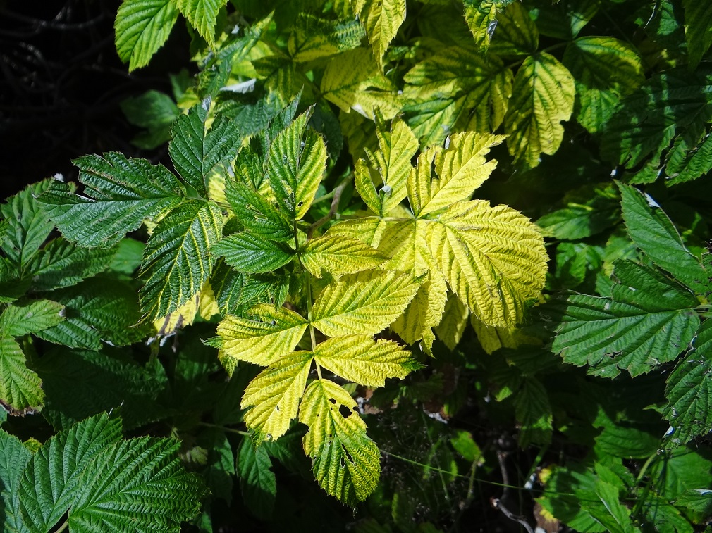 Virusna oboljenja maline (5)