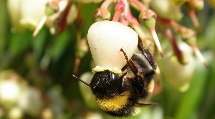 Oprašivanje i oplodnja borovnice