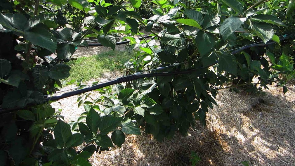 Navodnjavanje kupine i maline (4)