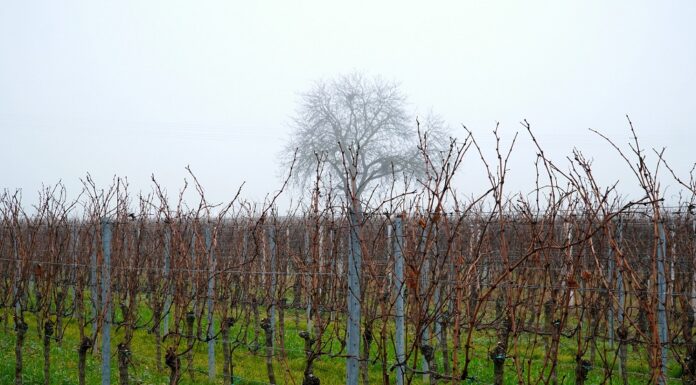 Period zimskog mirovanja vinove loze