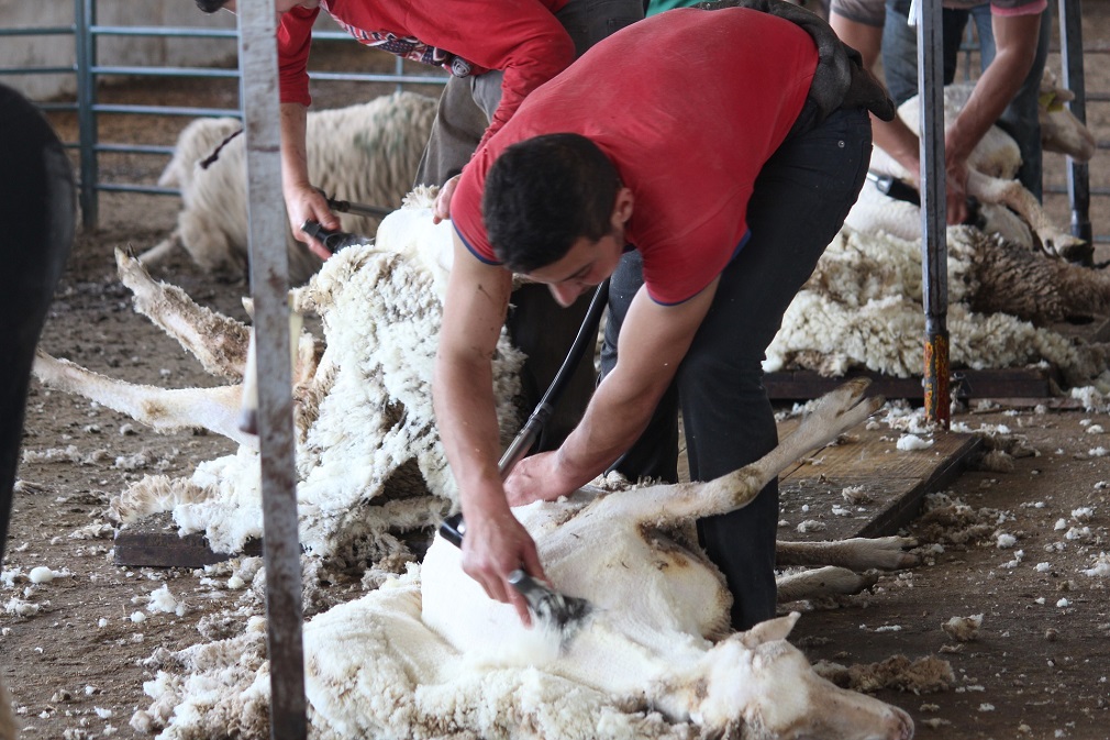 Majstori za šišanje ovaca traženiji nego vuna (3)