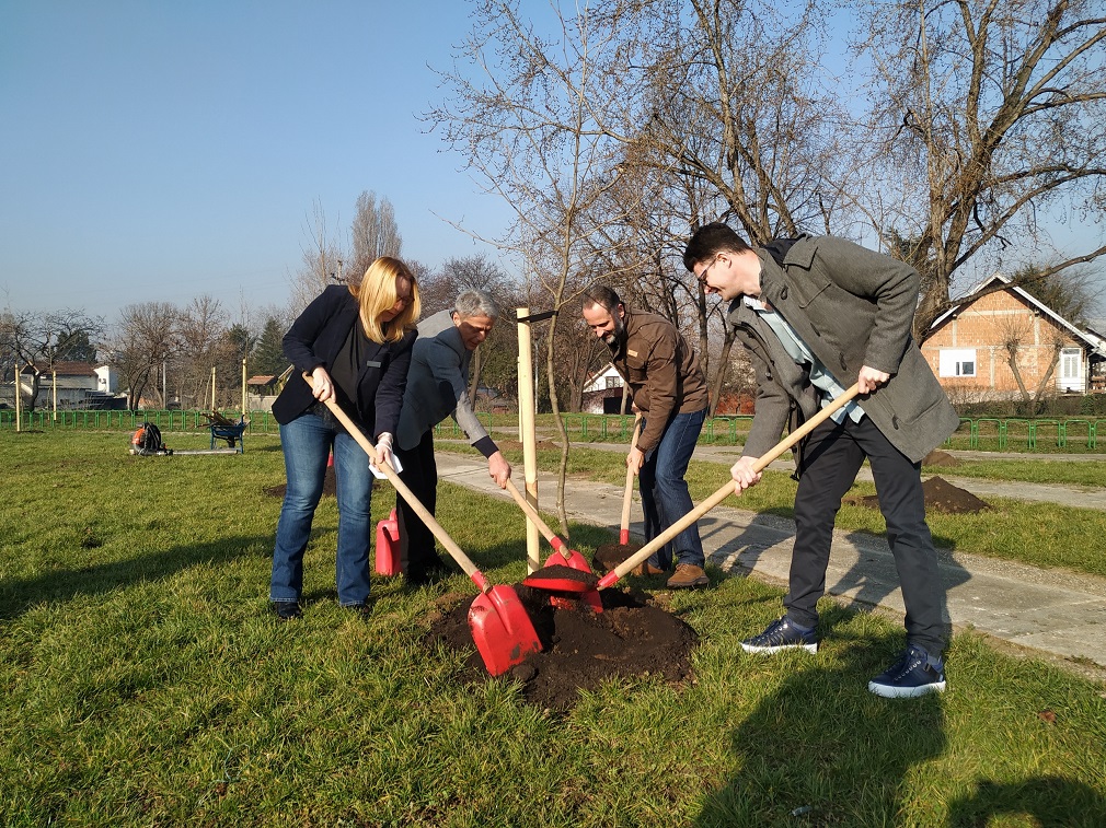 Posađeno 95 sadnica javora u okviru akcije „Drvo za Beograd” (4)
