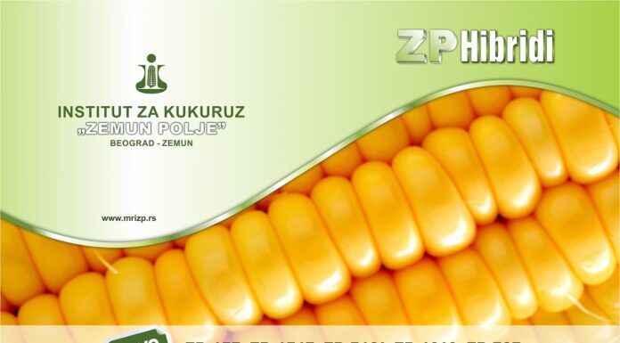 Najnovija generacija ZP hibrida
