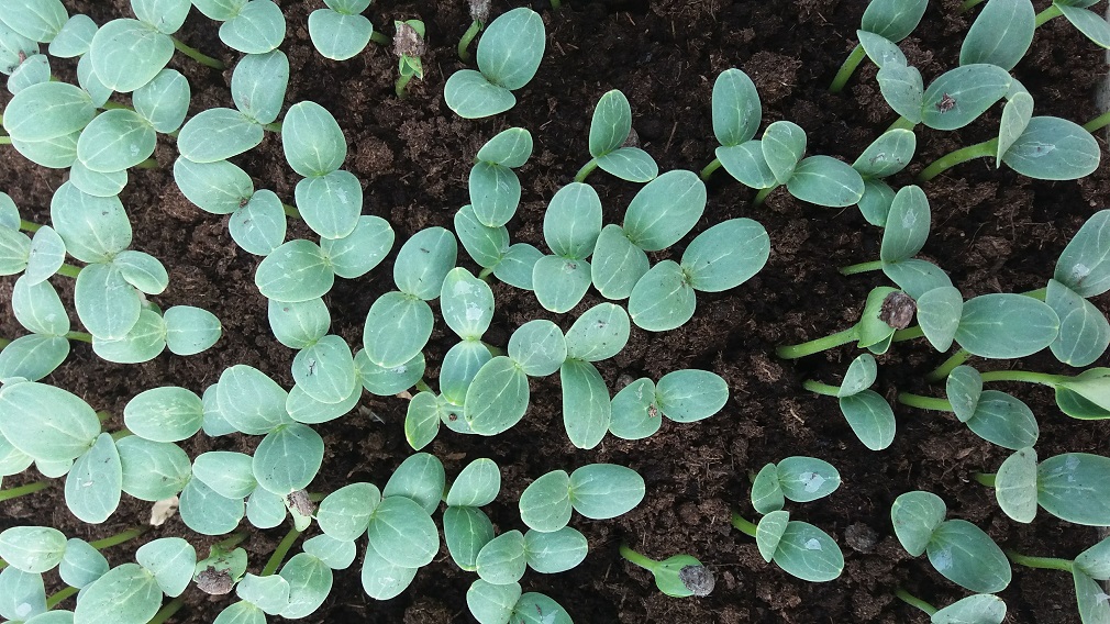 Nega rasada lubenica u zaštićenom prostoru (2)