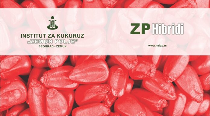 Profesionalni tretman semena ZP hibrida kukuruza