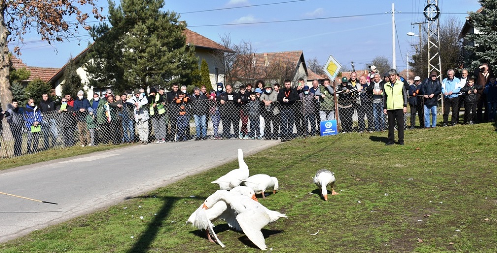 Živa - šampion 35. Gusanijade u Mokrinu (1)