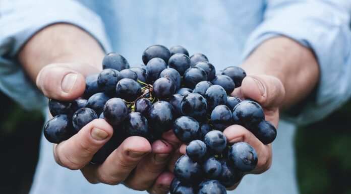 Godišnji biološki ciklus vinove loze i radovi u vinogradu