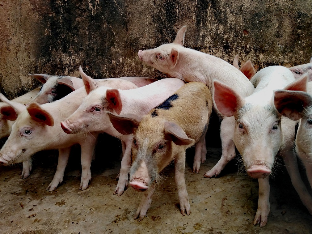 Povećanje otkupnih cena tovljenika (2)