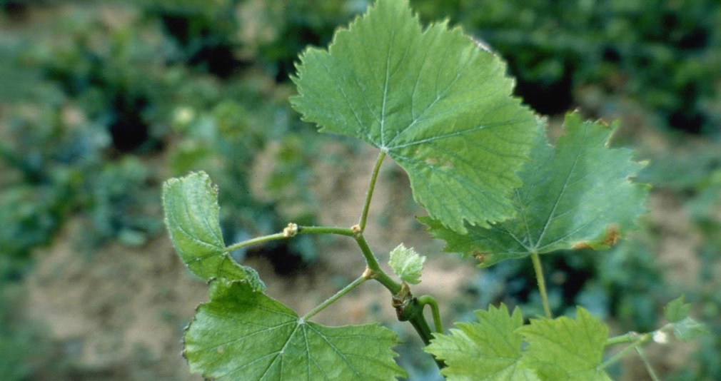 Virus infektivne degeneracije vinove loze (2)