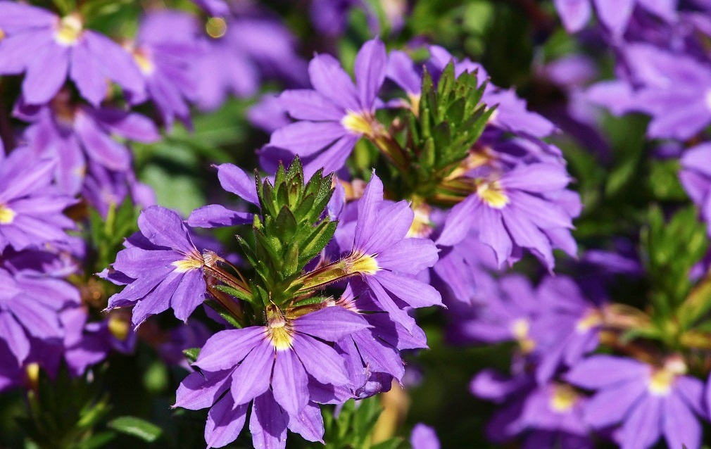 Skaevola-–-biljka-koja-obozava-sunce-3a