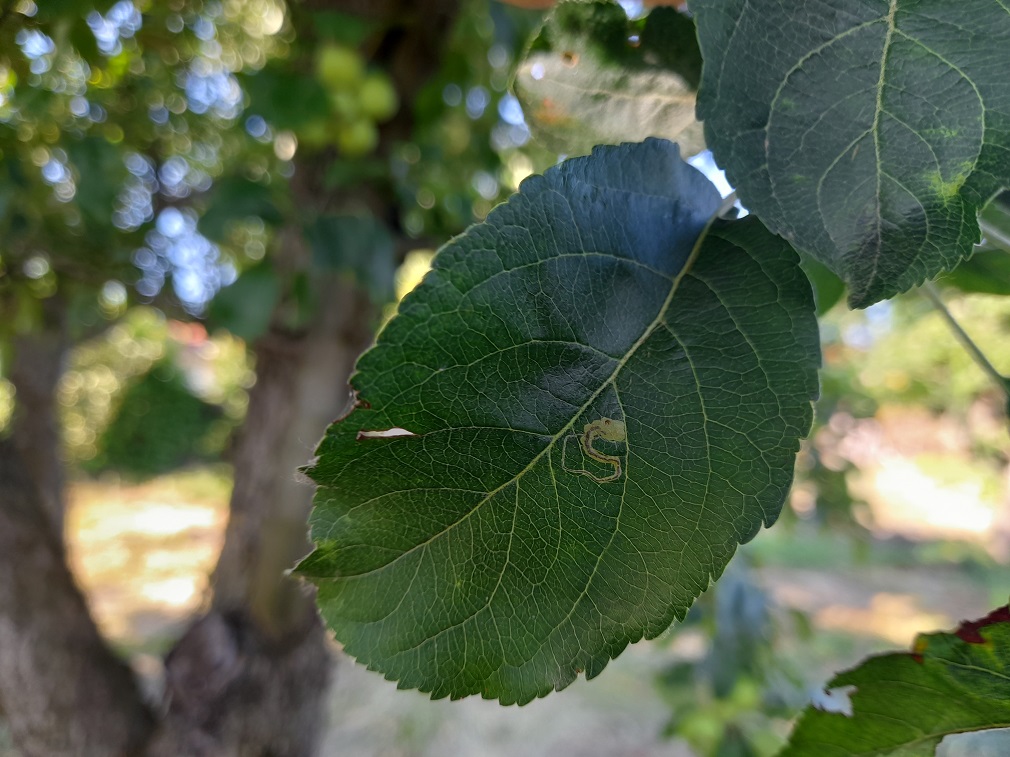 Lisni mineri u zasadima jabuke (3)