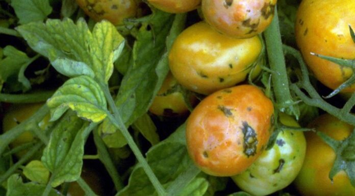 Virus bronzavosti paradajza u plasteničkoj proizvodnji