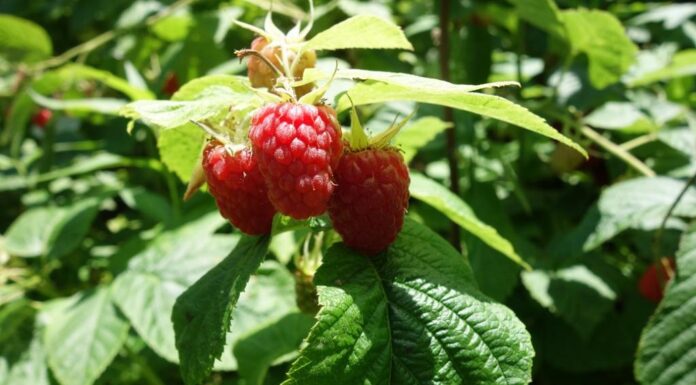 Gajenje dvorodih sorti maline van sezone