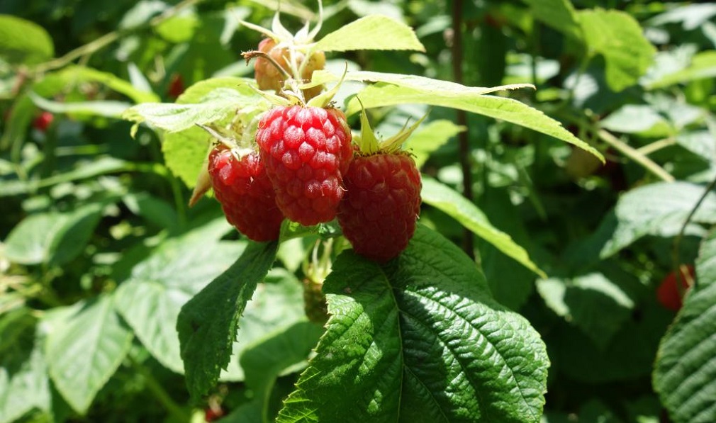 Gajenje dvorodih sorti maline van sezone (2)