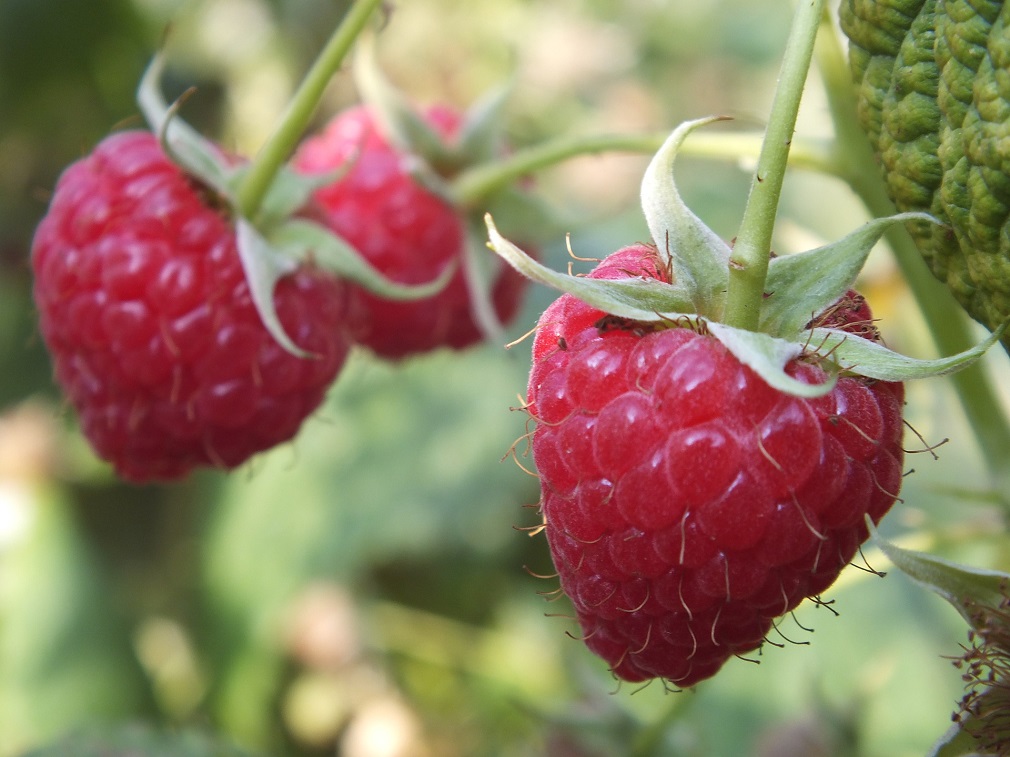 Proizvođačima organske maline 500 dinara za kilogram (1)