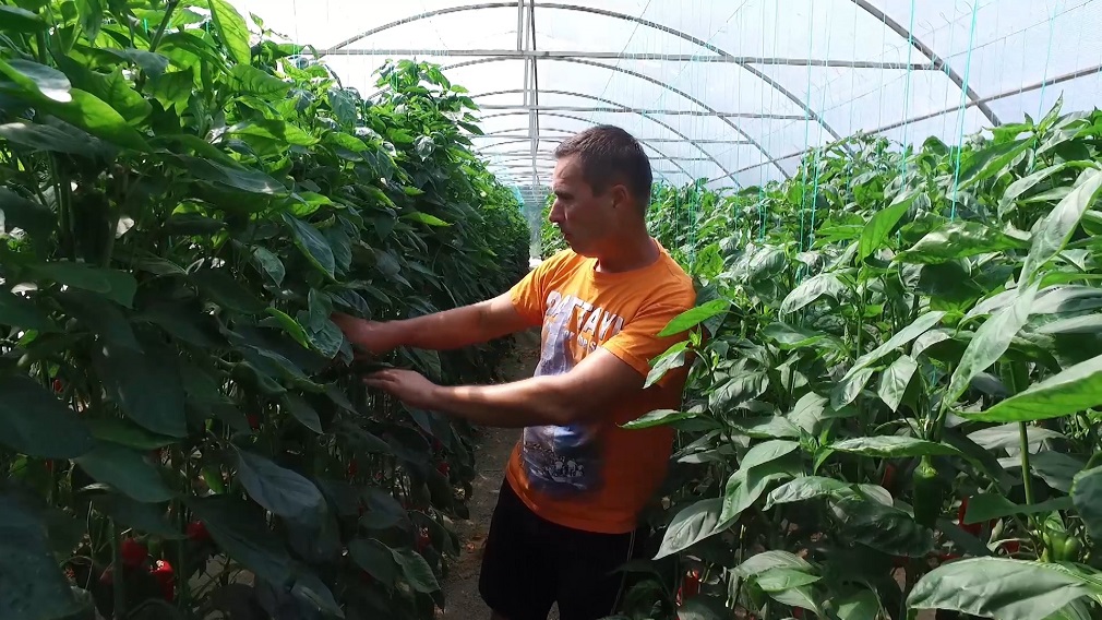 Uloženo u plastenik vrati se već prve godine (2)