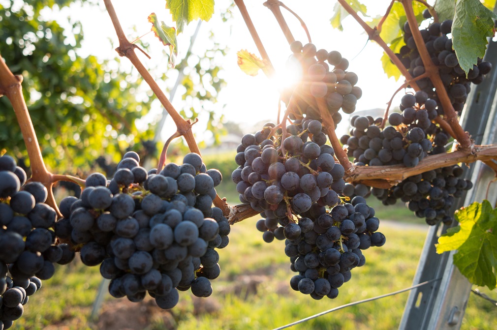 Čvorci “opsedaju” vinograde (2)