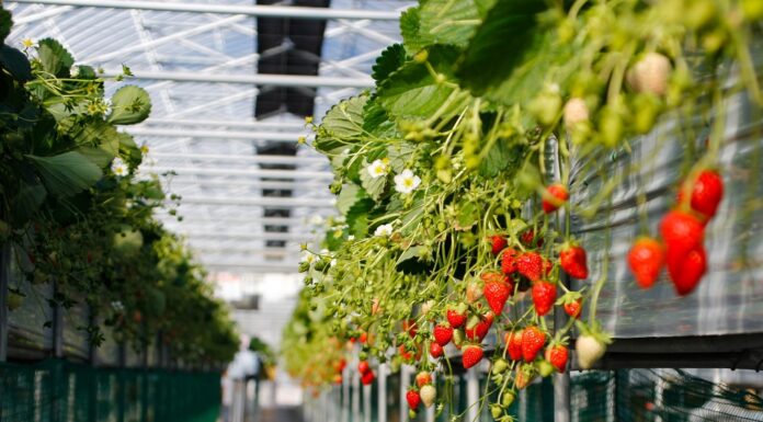 Optimalne temperature za gajenje jagode u plasteniku