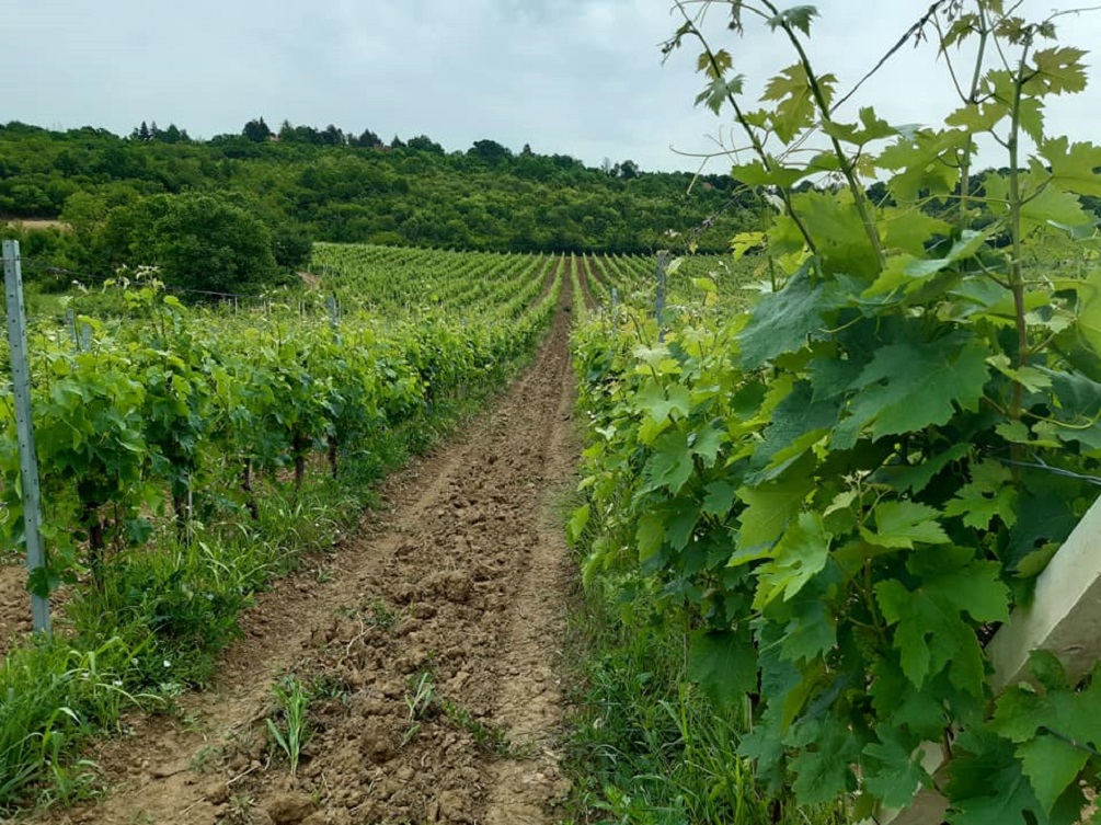 EXIT fondacija traži zaštitu Karlovačkih vinograda (1)