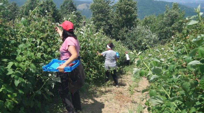 Početna iskušenja u osnivanju zadruge