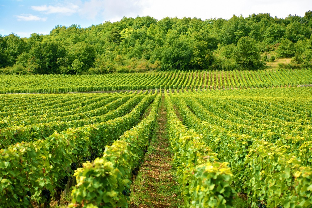 Počinje izrada urbanističkog projekta Instituta za voćarstvo i vinogradarstvo u Sremskim Karlovcima (3)