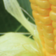 ZP-Baner-728x100px-prikaz