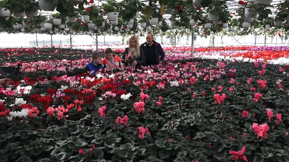 Cveće je teže prodati nego proizvesti (4)