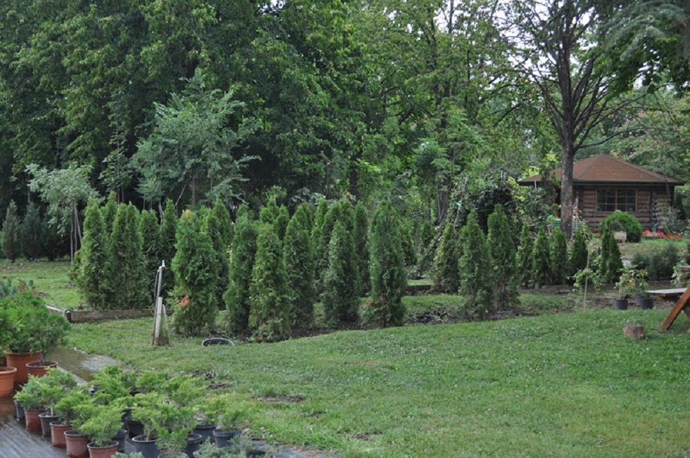 U Novom Sadu u poslednjih 10 godina posađeno preko 50.000 stabala (3)