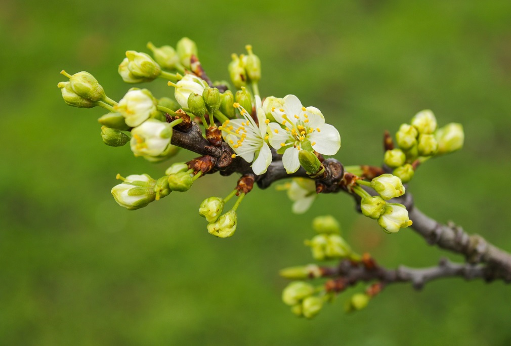 Uticaj temperaturnih kolebanja na kretanje vegetacije (1)