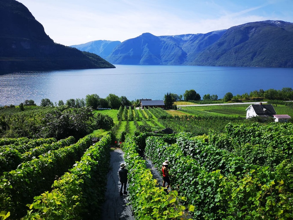 Vina iz norveških fjordova (1)