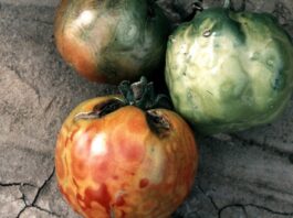 Virus bronzavosti paradajza (Tomato spotted wilt virus – TSWV)