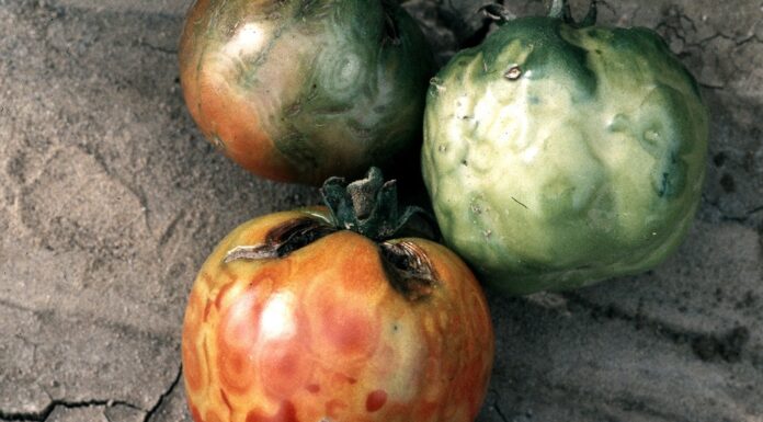 Virus bronzavosti paradajza (Tomato spotted wilt virus – TSWV)