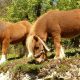 Neustrašivi-šetlandski-poni-5a
