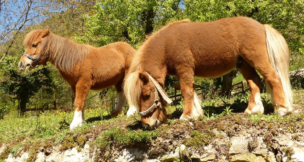 Neustrašivi-šetlandski-poni-5a