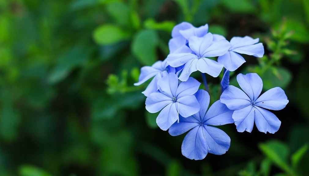 Plumbago1