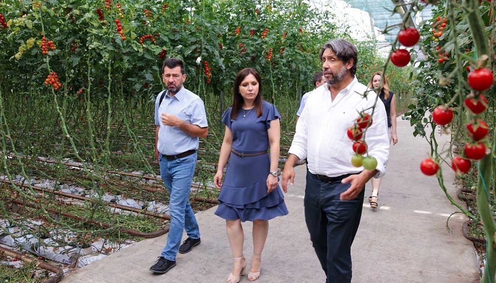 U Rumi gaje paradajz po najvišim svetskim standardima (1)