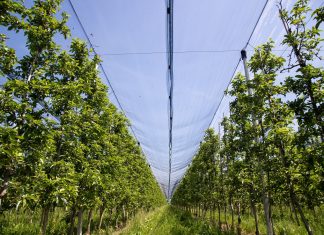 Osiguranje prinosa u voćarskoj proizvodnji kao vid zaštite od klimatskih promena