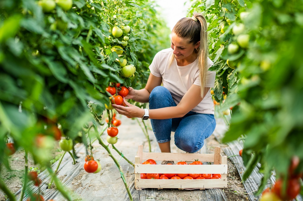 AP Vojvodina izdvojila 90 miliona dinara za plasteničku proizvodnju (1)
