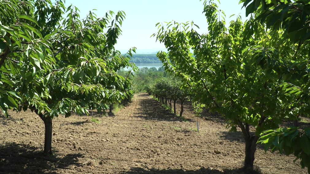 Grad Beograd objavio pet javnih poziva za subvencije u oblasti poljoprivrede (1)