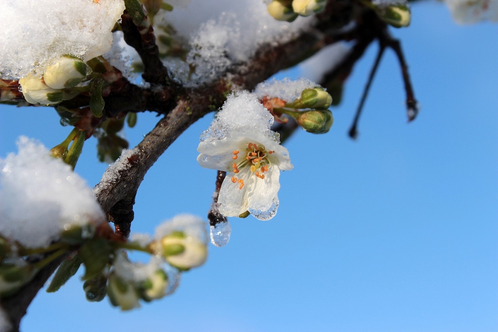 Kolika je šteta na voćnim zasadima posle niskih temperatura i snega (1)