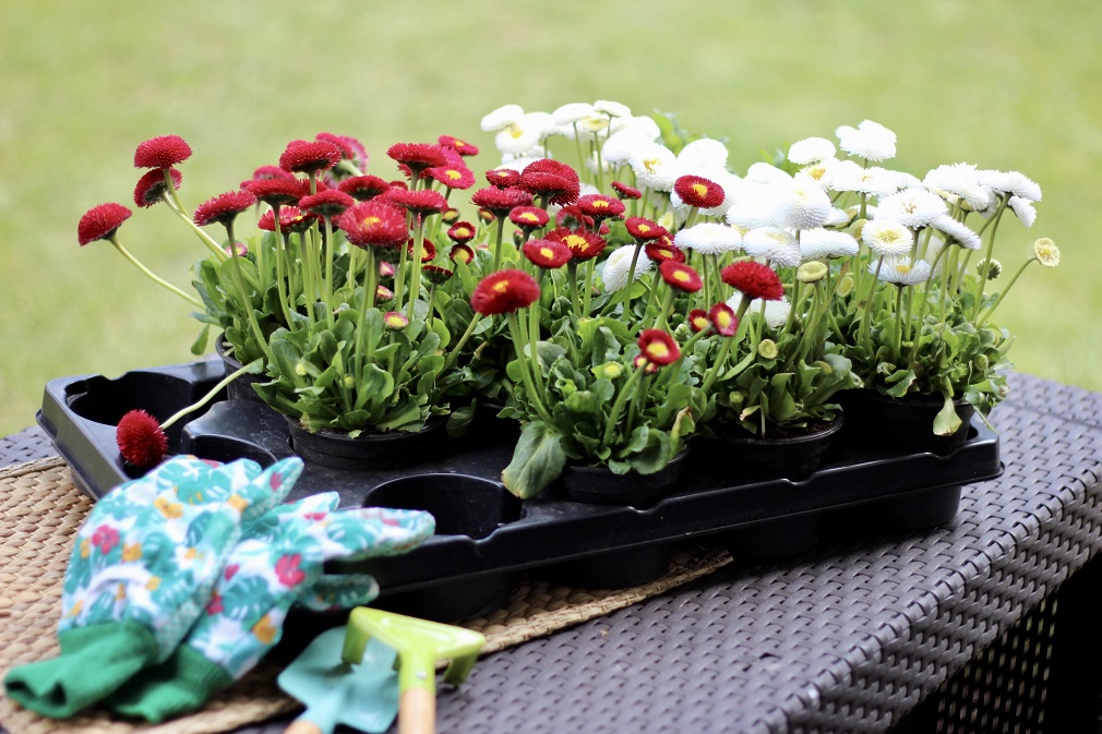 Međunarodni sajam hortikulture „BeoPlantFair“ na Beogradskom sajmu od 24. do 27. aprila (2)