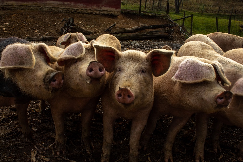 U Mrčajevcima se pojavila afrička kuga svinja (2)