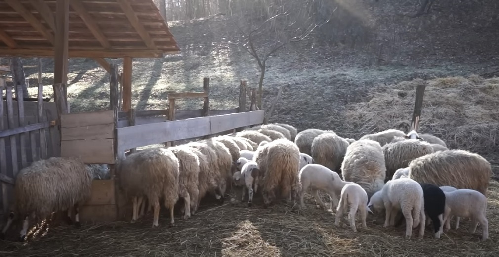 Neophodno zaštititi autohtone rase ovaca i koza (2)