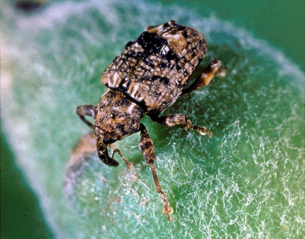Šljivina pipa (1)
