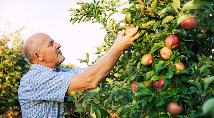 Održavanje voćnjaka u periodu vegetacije
