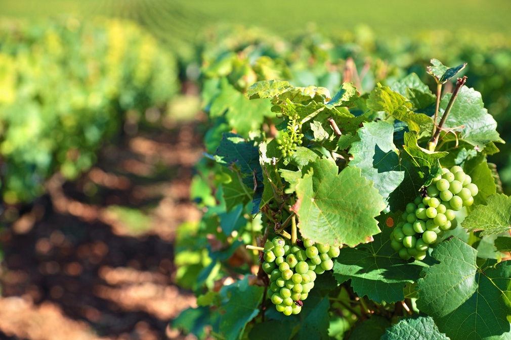 U Skandinaviji se sve više proizvodi vino (1)