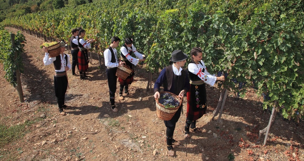 Ovogodišnja „Oplenačka berba“ biće održana od 6. do 8. oktobra (1)
