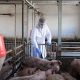 U Hrvatskoj ostaju na snazi mere protiv afričke kuge svinja (1)