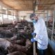 U Hrvatskoj ostaju na snazi mere protiv afričke kuge svinja (2)