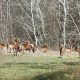 1Revitalizacija lovišta „Subotičke šume” – stigle nove jedinke muflona i jelena lopatara (1)